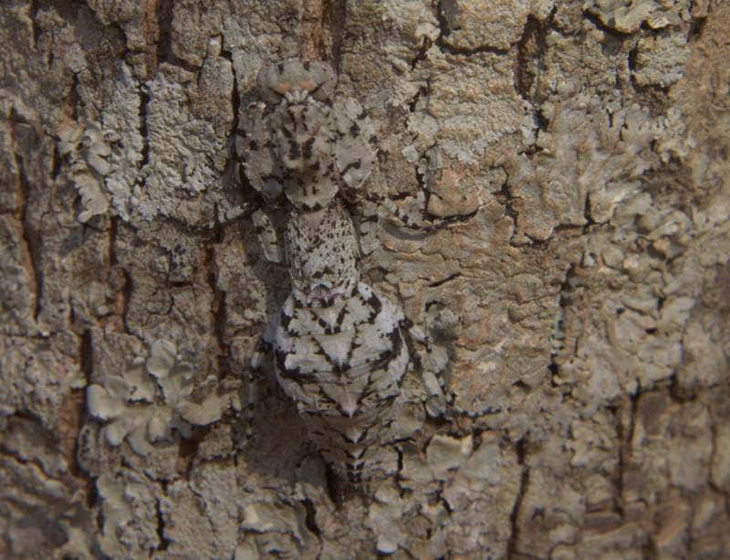 Predators learn to see through incredible camouflage
