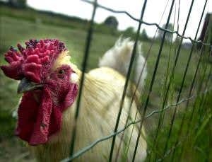 Gold for chicken art project with our health in mind