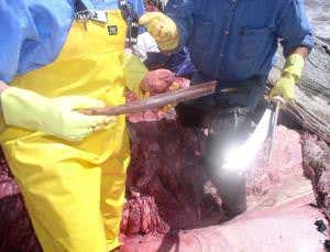 Whales record major life events in their earwax