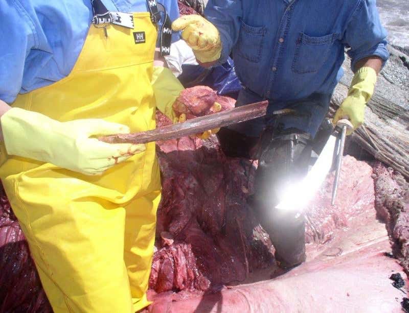 New Scientist. Science news and long reads from expert journalists, covering developments in science, technology, health and the environment on the website and the magazine.