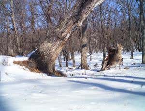 Bye-bye Bambi: Eagle snags deer in ambitious attack