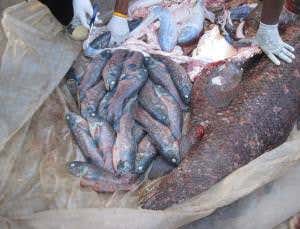 Zoologger: The fossil fish that's a serial monogamist