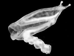 Pretty plankton needs your help