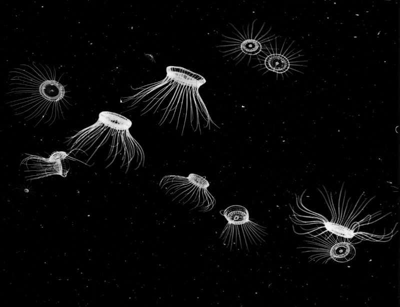 New Scientist. Science news and long reads from expert journalists, covering developments in science, technology, health and the environment on the website and the magazine.