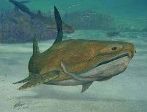 Fish fossil suggests our skeleton evolved face first