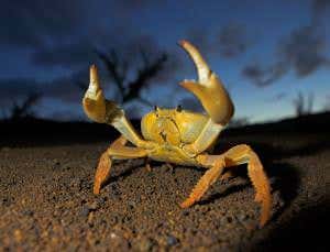 Zoologger: The mysterious crabs of Ascension Island