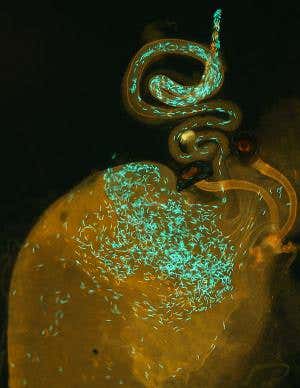 Glowing sperm go head to head in fight to be the daddy