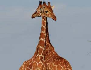 Giraffes look gorgeous, even in decline