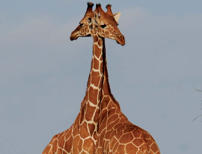 New Scientist. Science news and long reads from expert journalists, covering developments in science, technology, health and the environment on the website and the magazine.