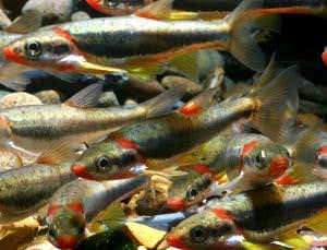 Fracking chemical leak kills threatened fish