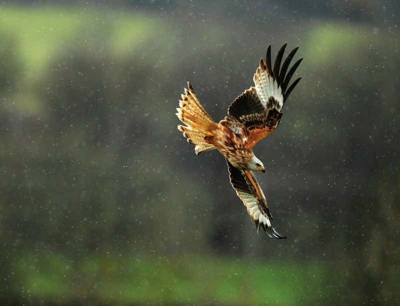 New Scientist. Science news and long reads from expert journalists, covering developments in science, technology, health and the environment on the website and the magazine.