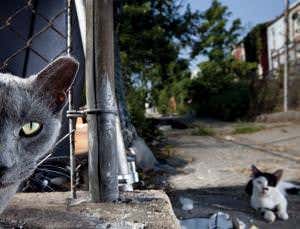 More than a feline: the true nature of cats