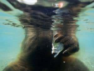 Grizzly cameraman snaps rare shots of swimming bears
