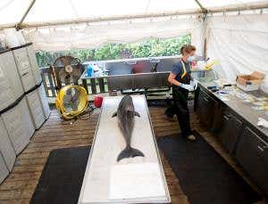 US dolphin deaths set to rise as migration begins