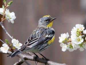 Warblers begin migrating after interbreeding