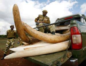 Elephant ivory could be bankrolling terrorist groups