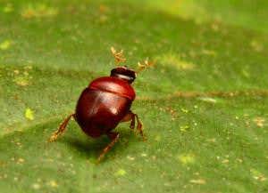 Gleaming beetle one of 60 new species in Suriname