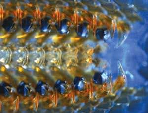 Zoologger: mollusc grows hardest teeth in the world