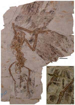 Prehistoric avian had unique dual-purpose tail