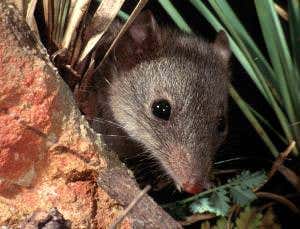 Competition drives marsupial males to suicidal sex