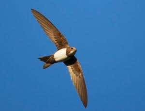 Swifts stay airborne for six months at a time