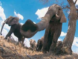 Zoologger: Elephants understand what it means to point