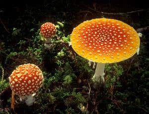 Mushrooms are magic at London's Kew Gardens