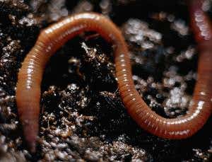 Worm turns from zero to climate change hero