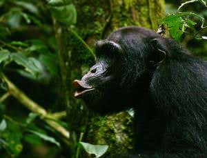 Chimp calls suggest language evolved from a song