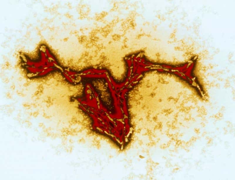 New Scientist. Science news and long reads from expert journalists, covering developments in science, technology, health and the environment on the website and the magazine.