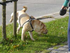 Universal law of urination found in mammals