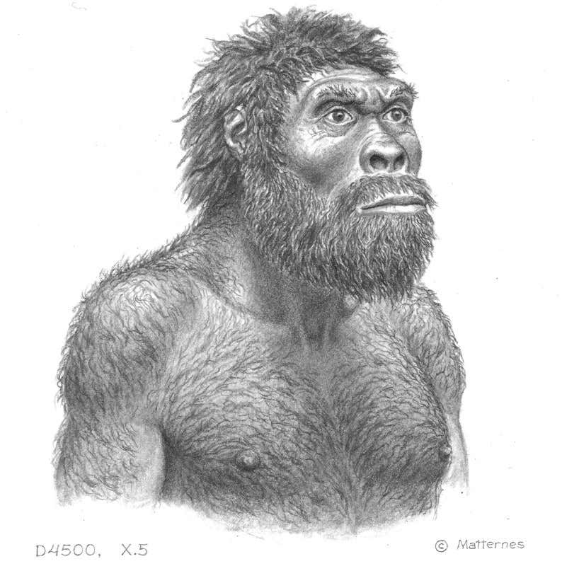 An artist's impression of a Dmanisi hominin H. erectus 