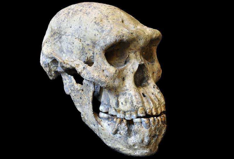 Why the long face? A cleaned-up skull 