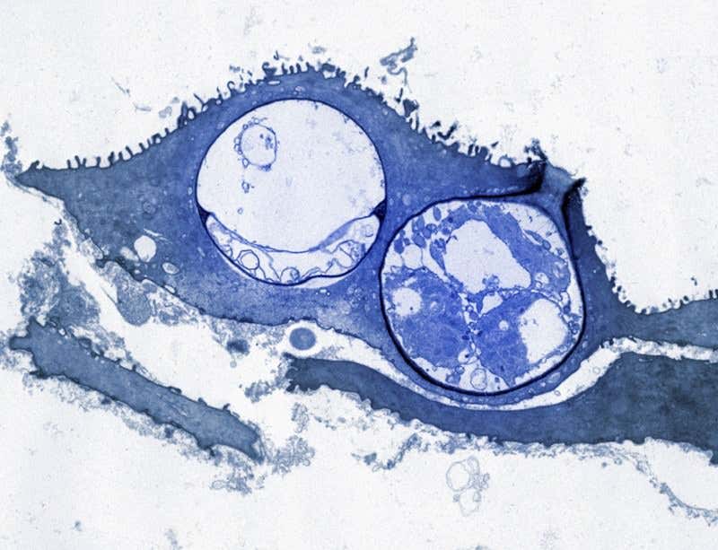 New Scientist. Science news and long reads from expert journalists, covering developments in science, technology, health and the environment on the website and the magazine.