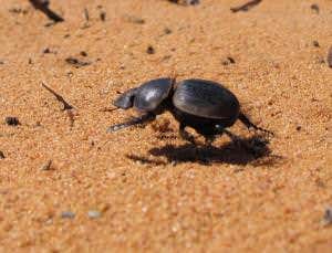 Zoologger: Galloping dung beetles are puzzlingly slow