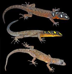 High-vis gecko becomes poster reptile for Amazon