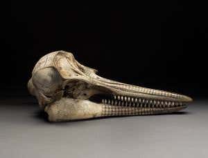 Scrimshaw skull was canvas for whaling artists