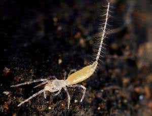 Zoologger: Whip-wielding micro-scorpion ain't so tough