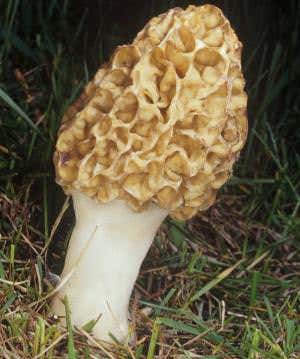 First fungal farmers found harvesting bacteria