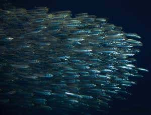 Sardine disappearance was foreseen but ignored