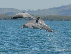 New dolphin species leaps out of Australian waters
