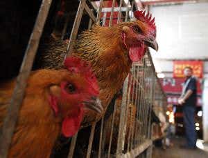 Target hub markets to halt new H7N9 flu wave in China