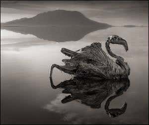 Deadly lake turns animals into statues