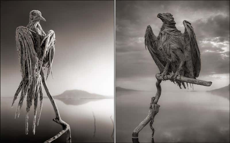 Deadly lake turns animals into statues