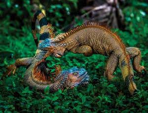 Fighting iguanas are real-life <i>Game of Thrones</i> dragons
