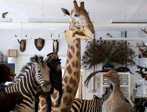 Life's purpose: Can animals guide their own evolution?