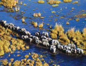 Animals tracked with tiny tags summon their own drones