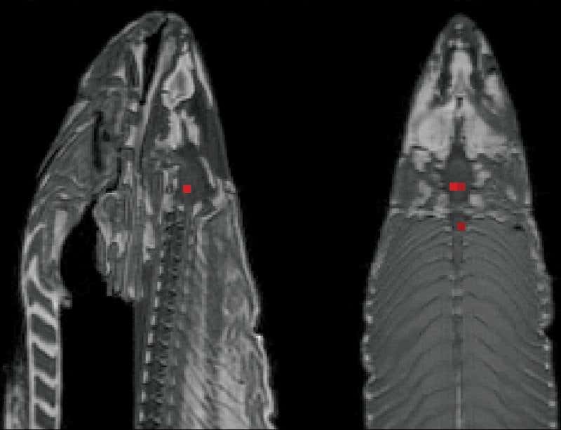 A dead salmon seems to spring to life in a scanner