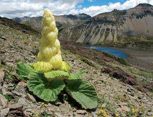 Extreme rhubarb: The plant that grows a greenhouse