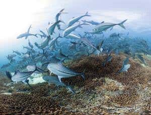 Diving in Bermuda to find the coral reef survivors